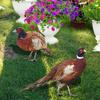 2 Pack Acrylic Stakes Garden Pheasants Stake Yard Art Outdoor Animal Decoration Lawn Patio Decorative Statue Sculpture
