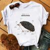 Harajuku Kawaii Tshirt Anatomia Da Raposa Gato Grfico Tees Das Mulheres Tops Esttica T Shirt Tripulao Pescoo Roupas De Vero Para As Mulheres