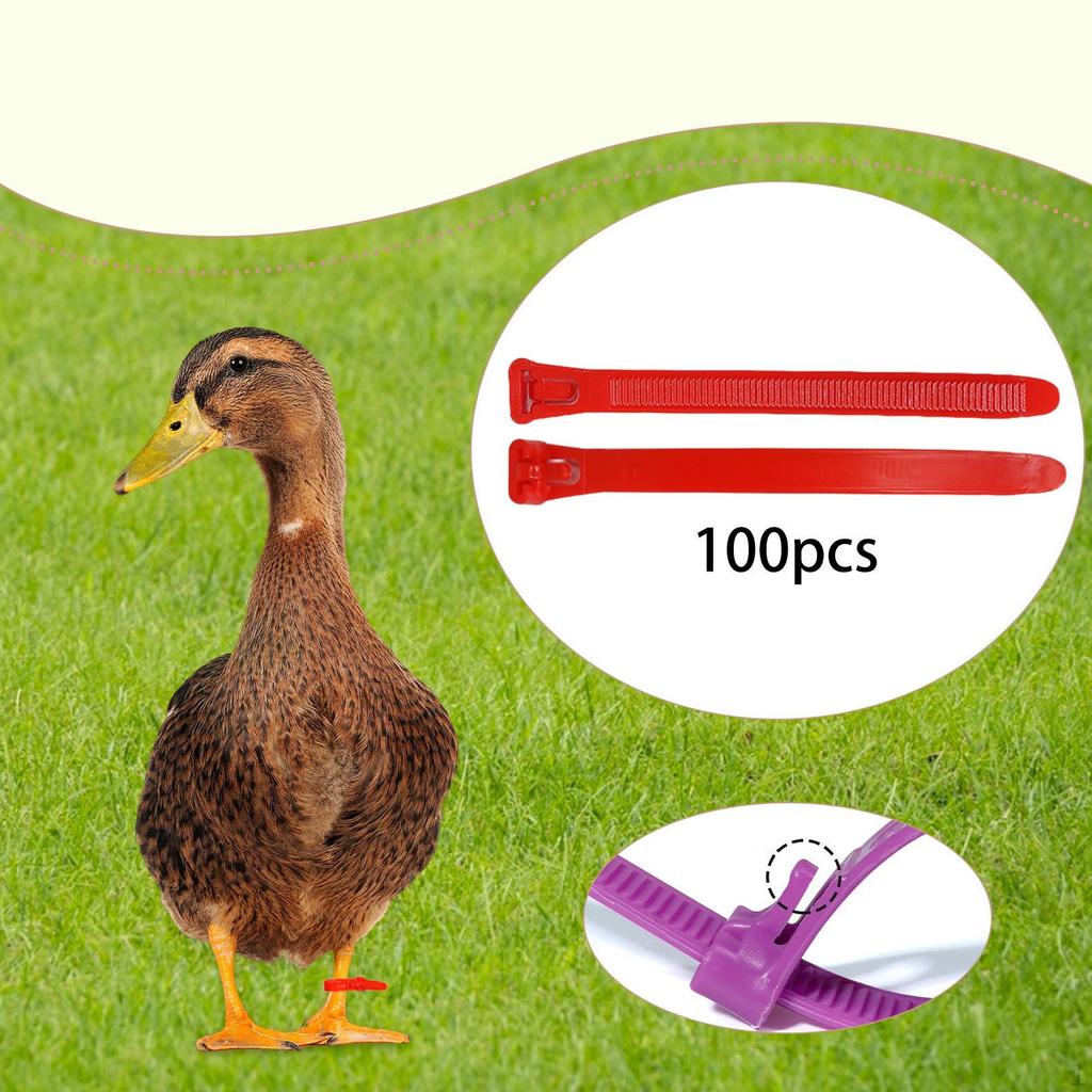 100 Pieces Chicken Leg Bands Poultry Identification Tags Rings for Bantam
