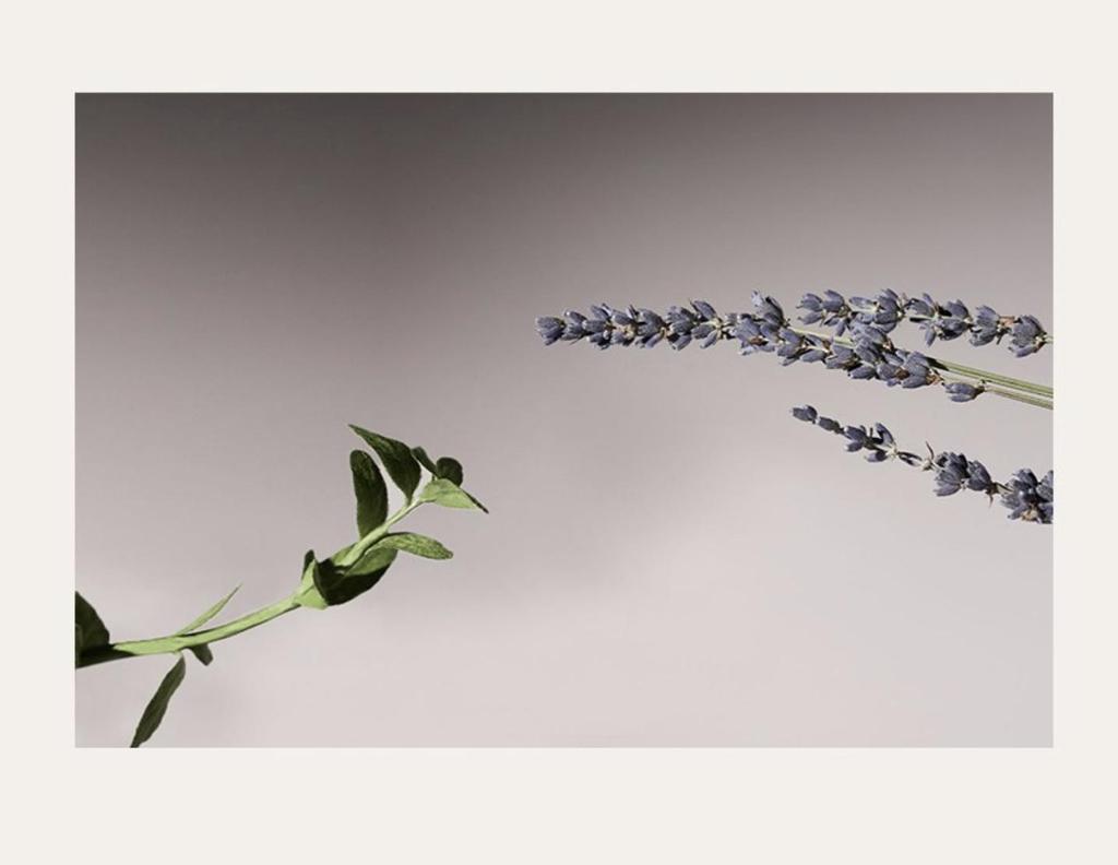 AROMATICA Serene Body Wash Lavender Marjoram Hydrating Cleanser 300ml