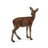 CollectA Red Deer Hind Figure (Medium)
