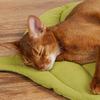 Good Quality Cute Multifunction Pet Supplies Cat Dog Bed Pad Cat Floor Mat Comfortable Soft Pet Sleeping Mat for 100% Cotton