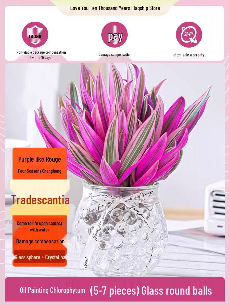 Wedding Lily of the Valley Rouge Cloud Succulents: Indoor Office Flowers & Desktop Green Plants