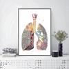 Анатомия человека мышечная система холст картина сердце легкие кость плакат печать медицинское образование офисные фотографии украшение дома подарки