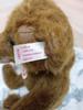 [USED] Steiff White Tag Edward Teddy Bear