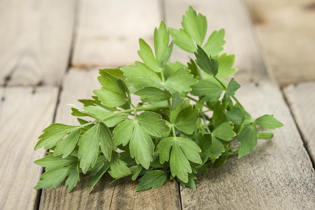 SAFLAX Garden in the Bag - Органический - Любисток - 100 семян - С субстратом в удобном стоячем пакете - Levisticum officinale