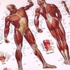 Learn the names of bones and muscles throughout the body. Human anatomy poster, skeleton and muscle set, B2 size - 3B Scientific