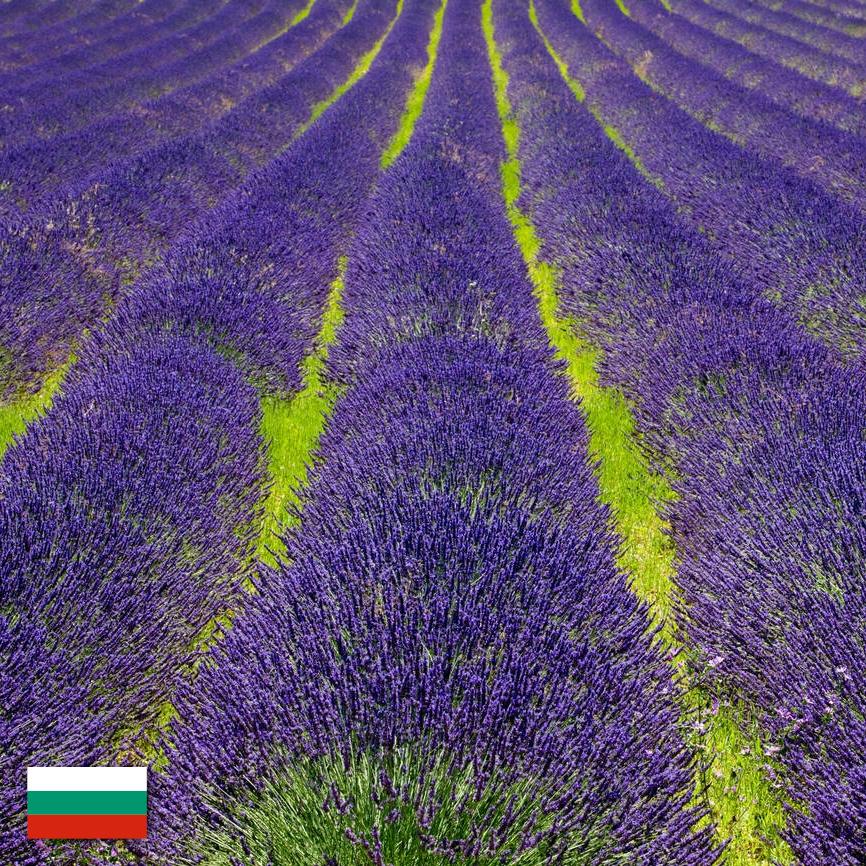 Natural Lavender Essential Oil for Humidifier