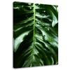 Canvas Print, Smooth Leaf of a Monstera Plant