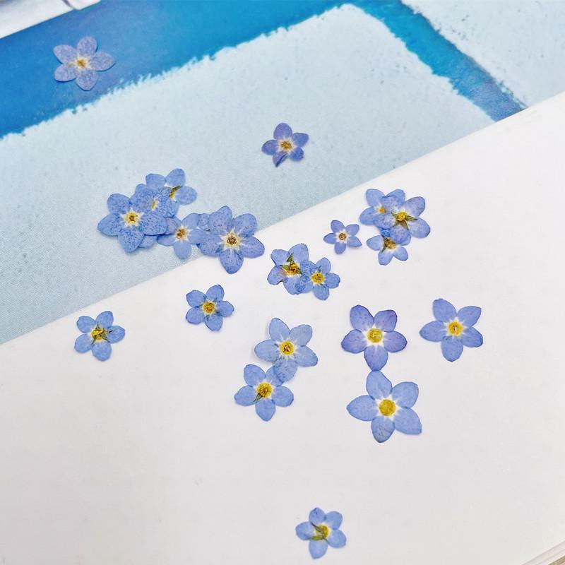 Mini Pressed Forget-Me-Not Flower Pack - Real Dried Flowers for Nail Art & Resin DIY