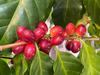Mount Hagen Жареные кофейные зерна Fairtrade 250 г