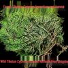 Тибетский кипарисовый ладан: Очищение дома свежими ароматными кристаллами и уход за Вэньвань