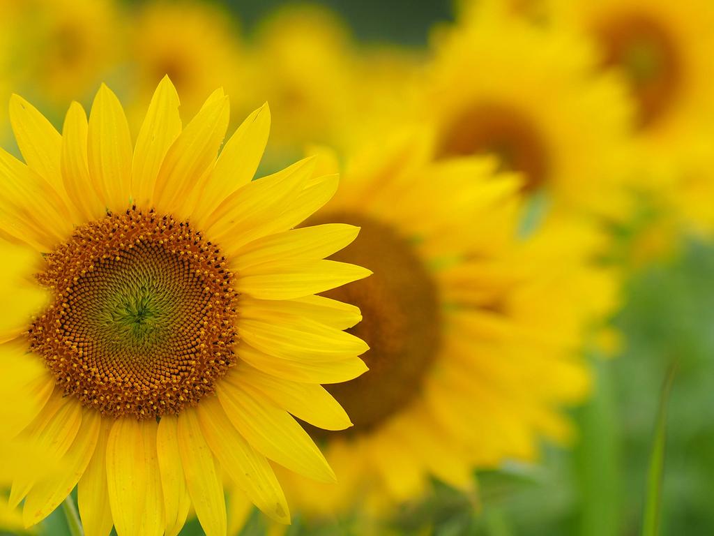 OM Single Focus Lens DIGITAL ED 75mm Black SYSTEM/Olympus M.ZUIKO F1.8