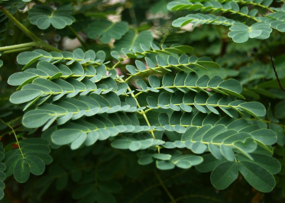 SAFLAX Mexican Bird Of Paradise - 10 семян - Caesalpinia pulcherrima