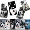 Phone Cover Animal Lovely Husky Dog Casing for Samsung Galaxy S25 S24 S22 S23 FE Ultra Plus A56 A05 A06 A15 A16 A55 S7 Edge Case
