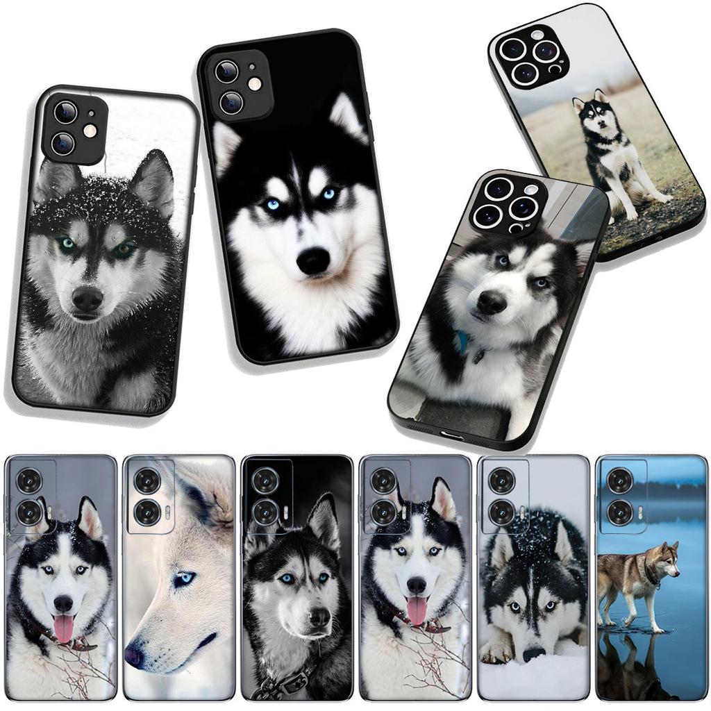 Phone Cover Animal Lovely Husky Dog Casing for Samsung Galaxy S25 S24 S22 S23 FE Ultra Plus A56 A05 A06 A15 A16 A55 S7 Edge Case