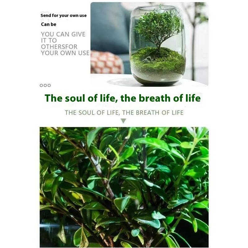 Творческий настольный микроландшафтный ваза своими руками зеленое растение экологическая бутылка мох ленивый искусственный ландшафтный дизайн бутылка современная простая ваза