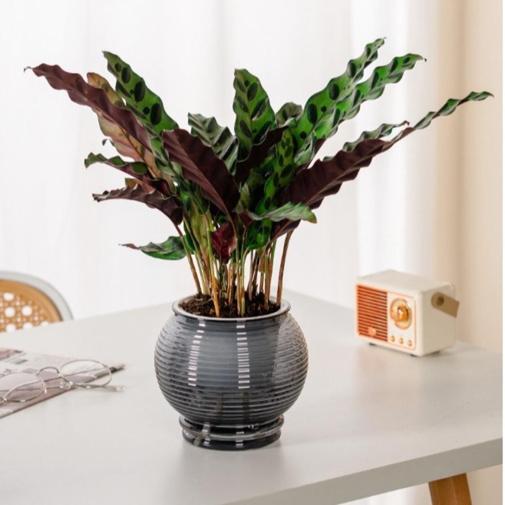 Removable Flowerpot Plastic Office Bonsai Decor Fashion Mini Succulent Planter Tabletop Vase