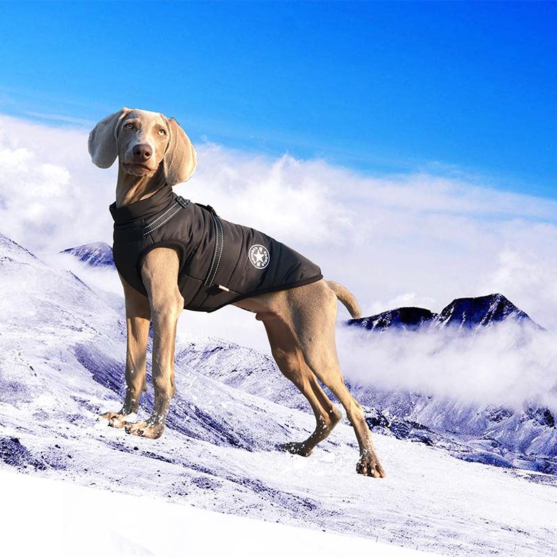 Adjustable Dog Harness Vest With Leash Attachment Small Medium Dogs Winter Fall Use