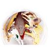 Animal Planet Animal Figure Slim Round Bucket 13p Set, 1 Set, Popular Toys In Korea