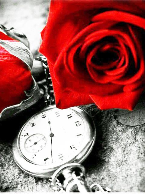 DIY Алмазная картина Цветочная мозаика Алмазная роза 5D Картина Горный хрусталь Вышивка крестом Черный Красный Настенное искусство