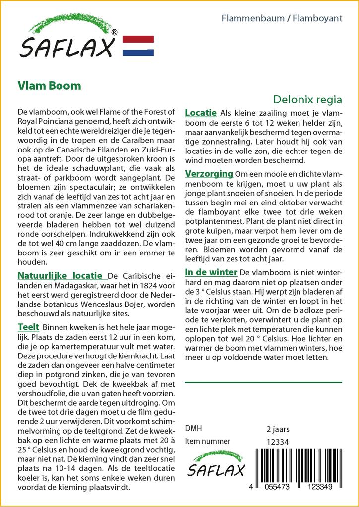 SAFLAX Яркий - 6 семян - Delonix regia