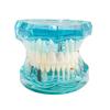 Dental Study Tooth Transparent Adult Pathological Teeth Model