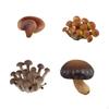 Children's Mushroom Development Stages Toy Set for Interactive Learning