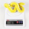 Python Cobra Snake Action Figures Soft TPR Simulation Snake Rattlesnake Model  Halloween Trick