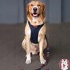 DOG HARNESS, pressure-free, for a small terrier dog, 15 , Ukory, GRAY