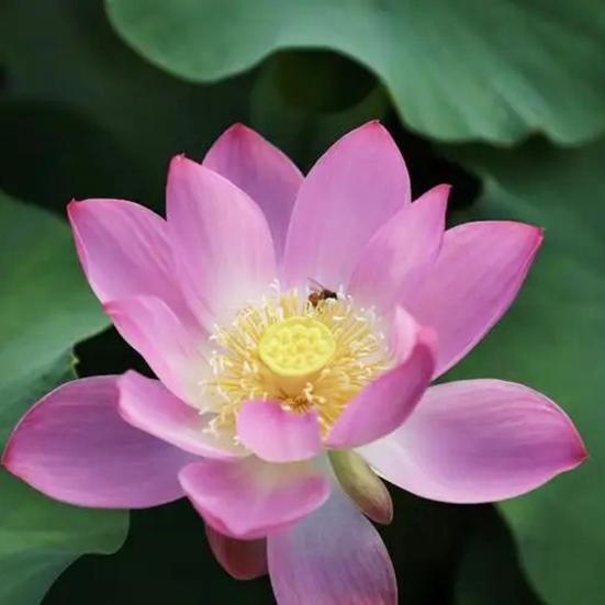 Подставки под стаканы в виде забавных частей тела, термостойкие силиконовые коврики для напитков, подставки под стаканы без содержания бисфенола А