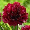 5 Peony Seeds QUEEN BLACK RED " -FRESH SEEDS