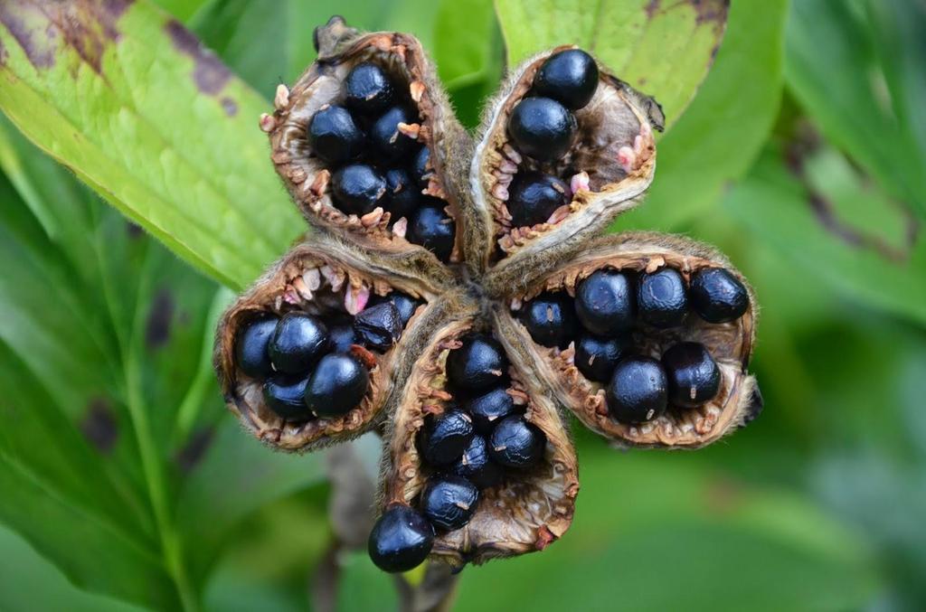 5 Семена Пиона FIRST RED " - СВЕЖИЕ СЕМЕНА