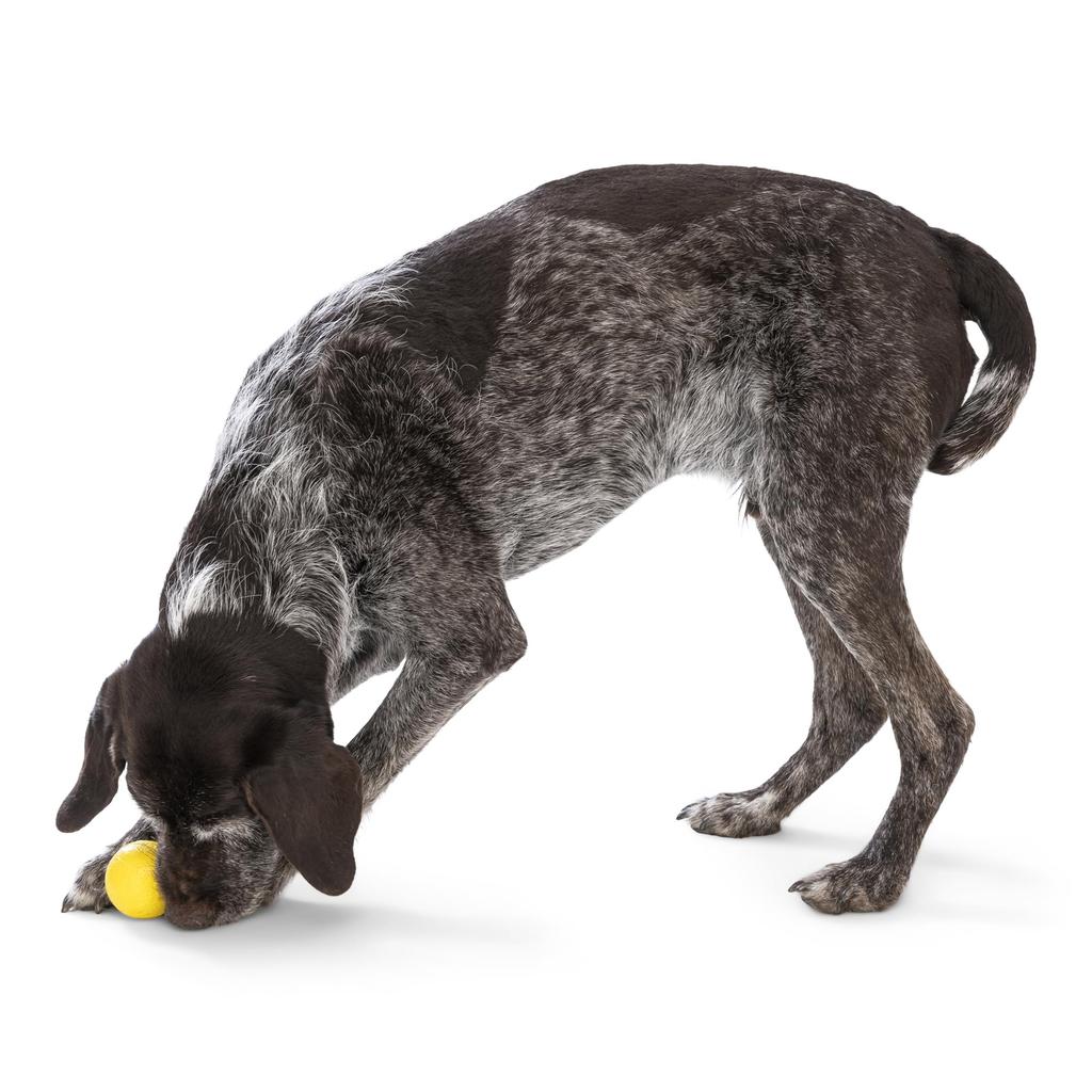 West Paw Dog Toy Ball Zogoflex Echo Bounder Dandelion Pink Yellow/Hot