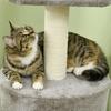 Cat Tree Scratching Posts Scratchers Natural Sisal Climbing Tree Den Plush Platform Height 103 cm Grey