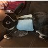 Pet Harness Rabbit Chest Harness Leash Fine Workmanship Rabbit Vest Harness  Pets Supplies
