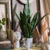1 шт. листья для сада сансевиерия офис искусственный тигр пиран домашний тропический магазин декор искусственные растения настоящий сенсорный пластик