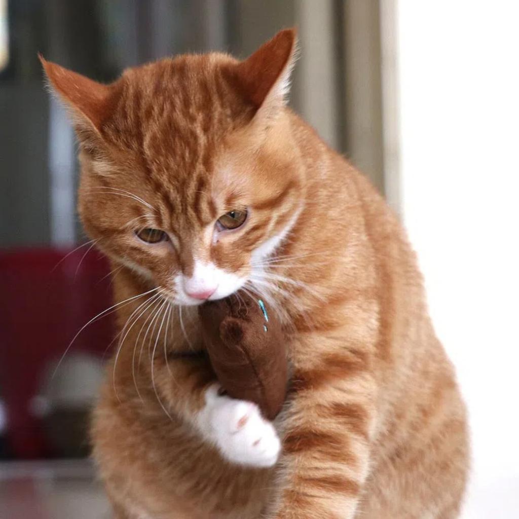 Устойчивые игрушки с кошачьей мятой для кошек, игрушка-прорезыватель для кошек в виде мультяшных мышек, наполненная кошачьей мятой (многоцветный)