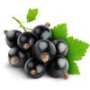 150 Boskoop Giant Blackcurrant Seeds (Ribes Negrum)- Reproducible Unprocessed