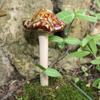4PCS Ceramics Pottery Sculpture Realistic Mushroom Sculpture  Flower Pot Decoration