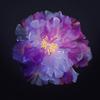 Gradient Flower Hair Clip Pair for Hanfu and Daily Use with Organza Petals and Alloy Base