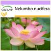 Sacred Indian Lotus - 8 Seeds - Nelumbo Nucifera