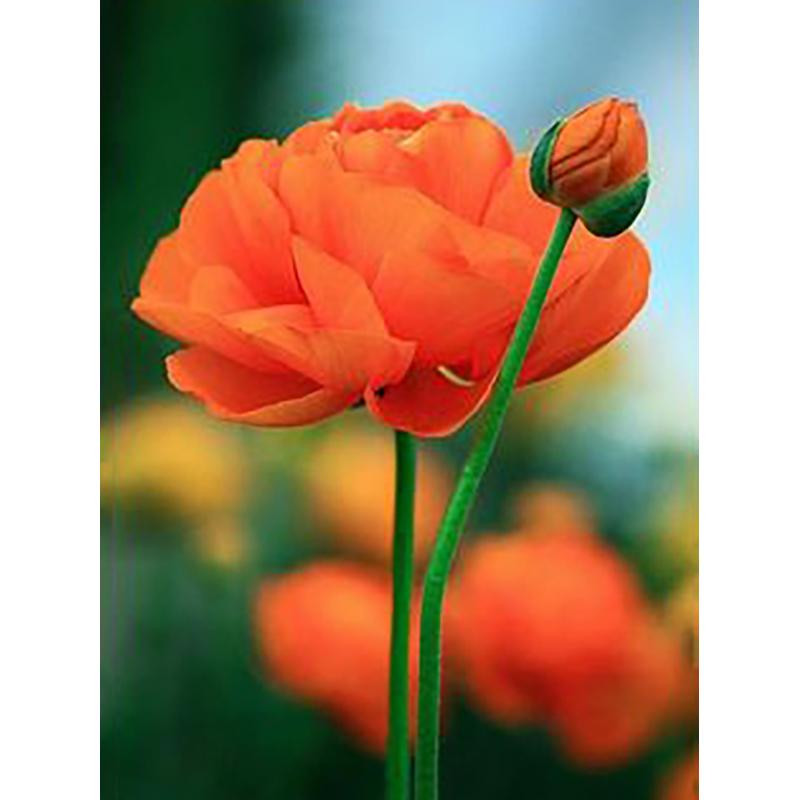 5D DIY Алмазная картина, полная круглая дрель, цветок, набор для вышивки крестом, мозаика, алмазная вышивка, роза, настенное искусство, украшение дома