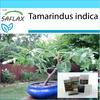 Подарочный набор - Бонсай - Тамаринд - 4 семени - С подарочной коробкой, карточкой, этикеткой и субстратом для горшков - Tamarindus indica