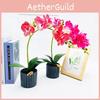 Phalaenopsis Simulated Potted Artificial Flower Desktop Ornament Decoration