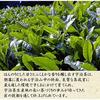 Летний подарок Kiyosui Набор чая Удзи Гёкуро Сенча (60 г 2 бутылки) Фуросики Упаковка Премиум Киотские Листья Подарок Сувенир на Возвращение Домой Спасибо Банка