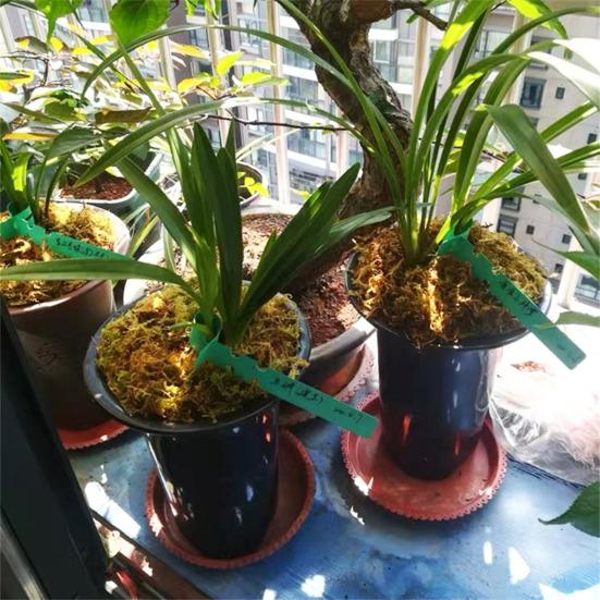 100 шт. многоразовые водонепроницаемые садовые маркеры для растений из ПВХ для двора