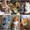 DIY кошка 5D алмазная живопись полный круглый дрель набор для вышивки крестом животное Алмазная вышивка стразами настенное искусство подарок домашний декор