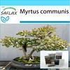 Подарочный набор - Бонсай - Мирт настоящий - 30 семян - С подарочной коробкой, карточкой, этикеткой и субстратом для горшков - Myrtus communis