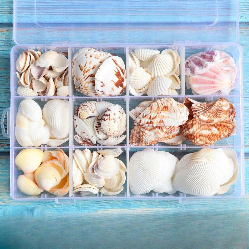 Shell conch, popular science materials, specimens, snail storage set, gift box, kindergarten marine life collection